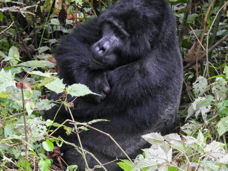 How Dangerous are Gorillas to Humans?