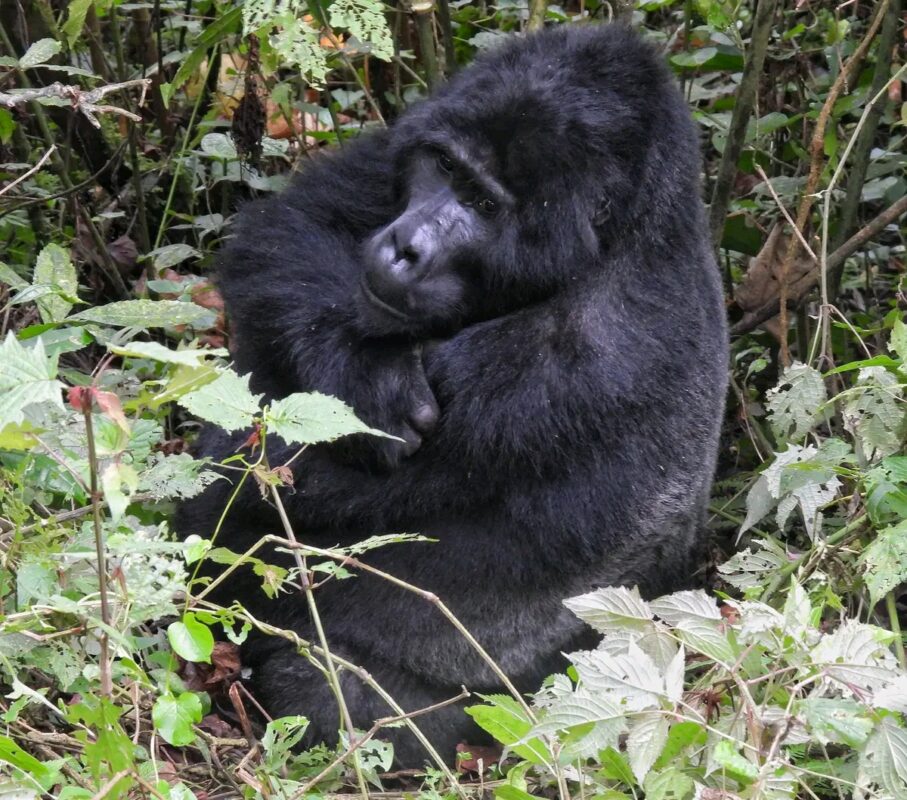How Dangerous are Gorillas to Humans?