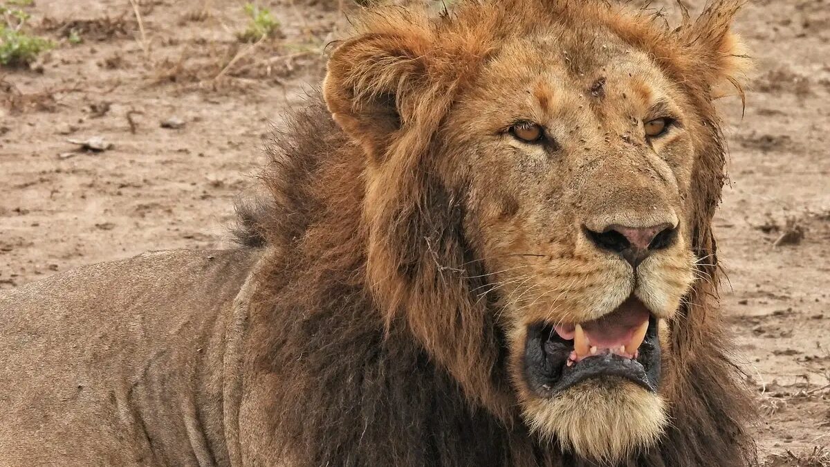 5 Days Uganda Wildlife Safari