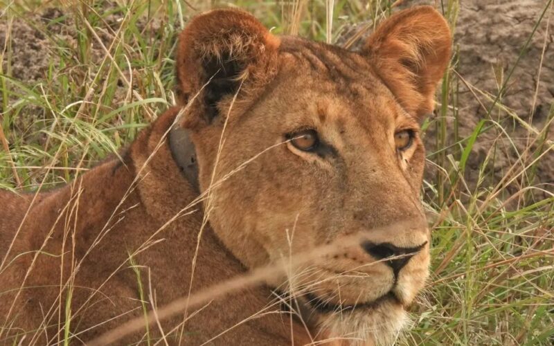 3 Days Affordable Uganda Safari