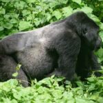 8 Days Kenya & Mountain Gorillas – Uganda