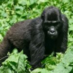 3 days Rwanda wildlife Safari