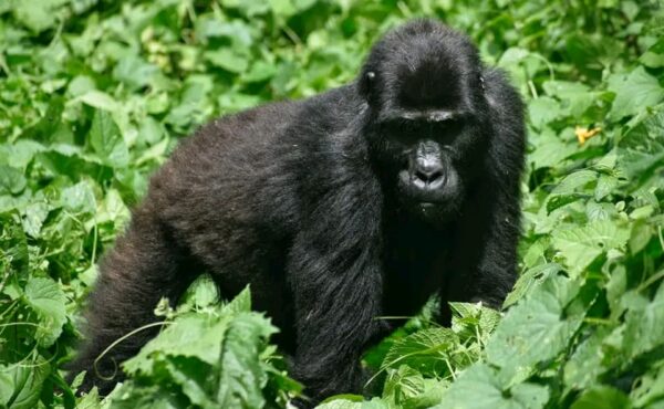 How to plan for gorilla trekking in 2024 -2025