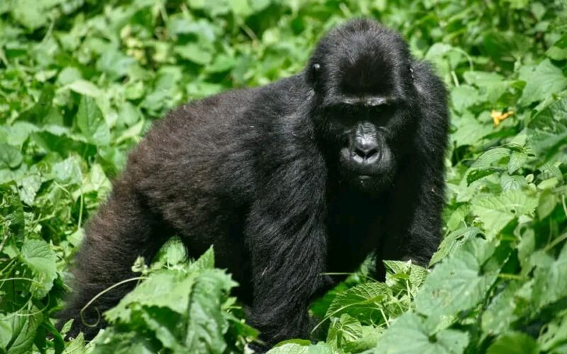 Are there any health precautions I should take before gorilla trekking?