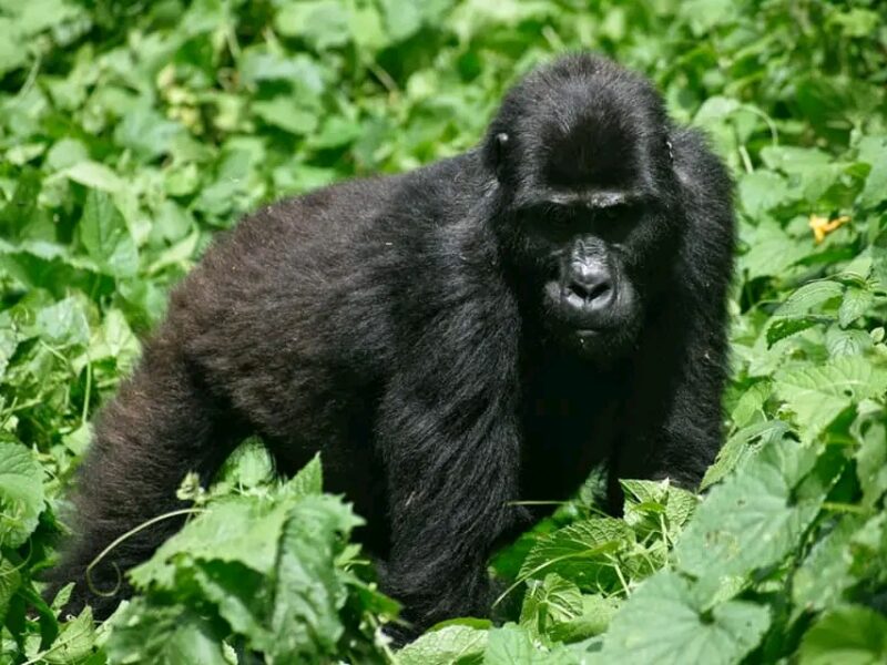 gorilla permit