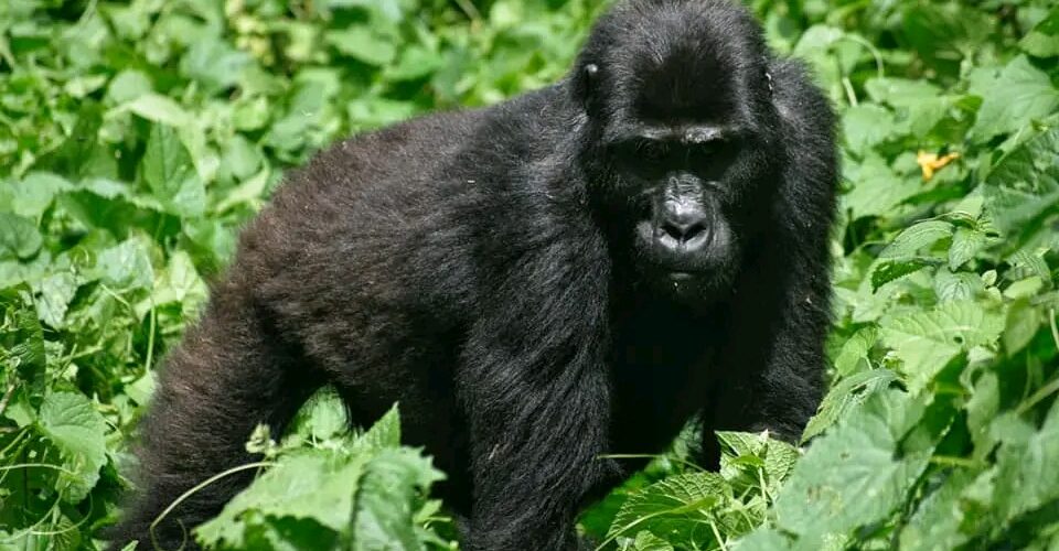 7 Days Primate Uganda Safari tour
