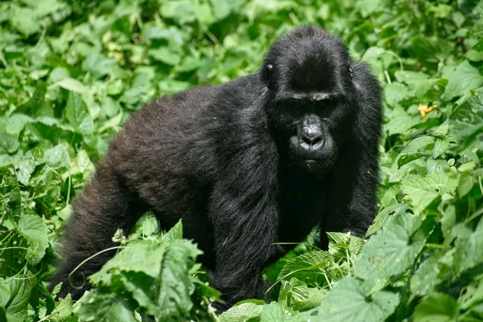 3 days Rwanda wildlife Safari