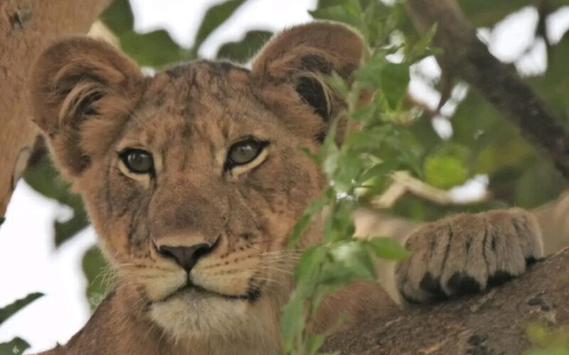 Tree climbing lions in Queen Elizabeth National Park