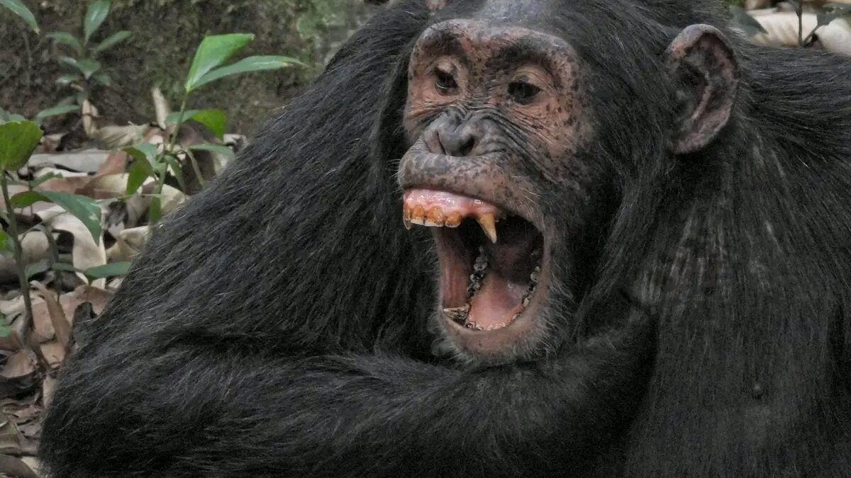 4 Days Uganda Primate Safari Tour