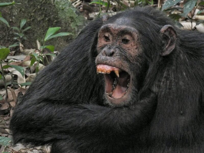 4 Days Uganda Primate Safari Tour