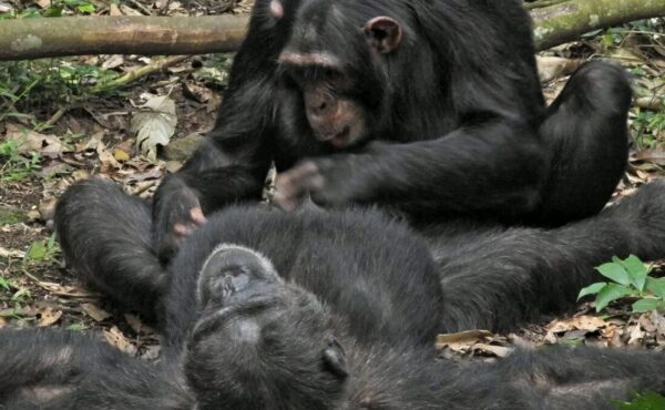Best Primates Safari Uganda