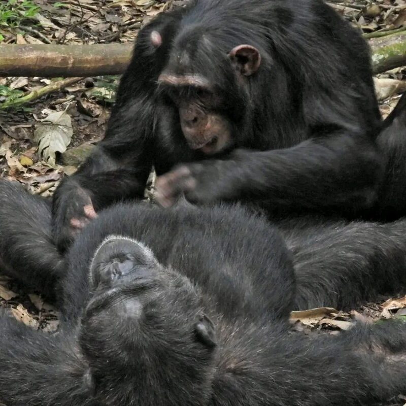 Best Primates Safari Uganda