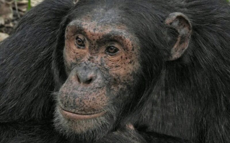 3 Days Rwanda Primates Tour