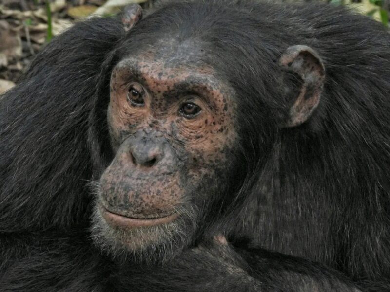 3 Days Rwanda Primates Tour