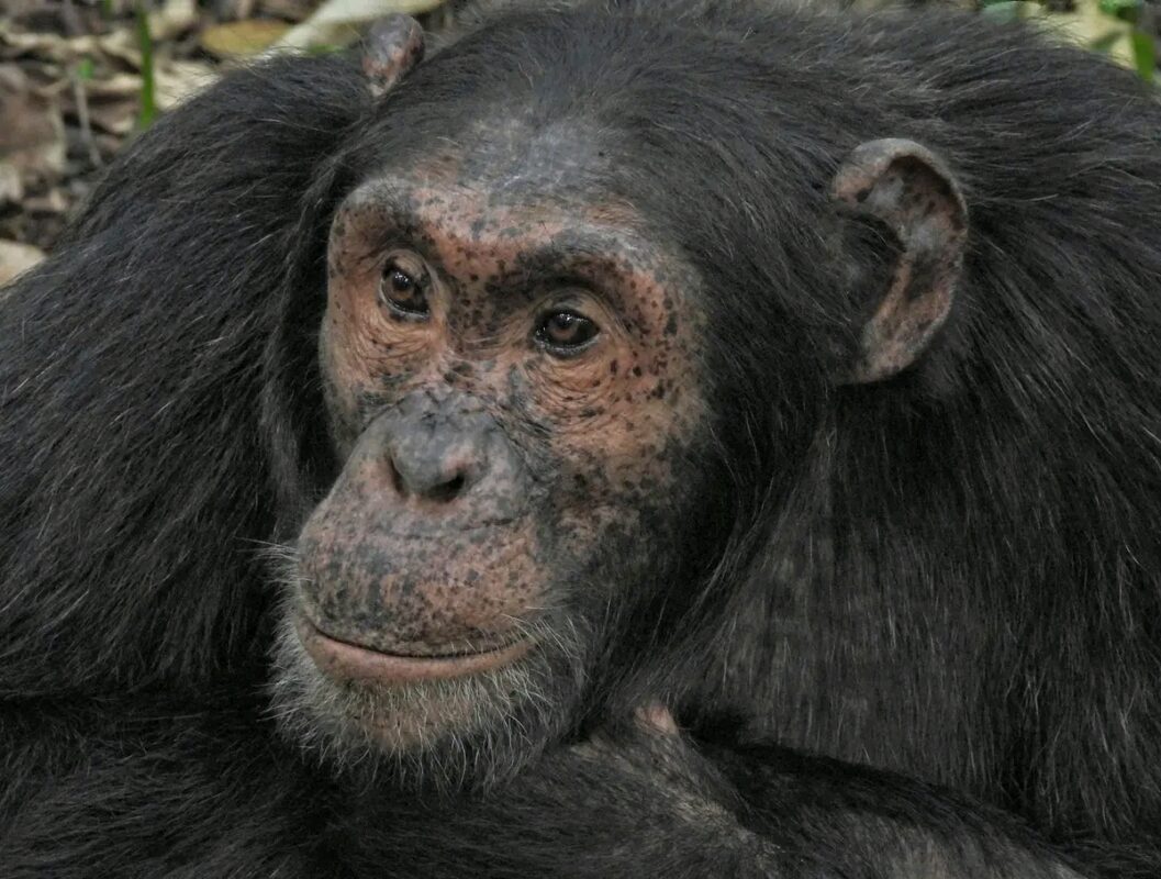 chimpanzee tracking in Rwanda