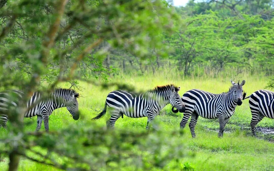 Nature walks in Akagera National Park