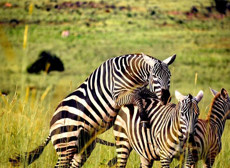 4 Days Uganda Wildlife Safari