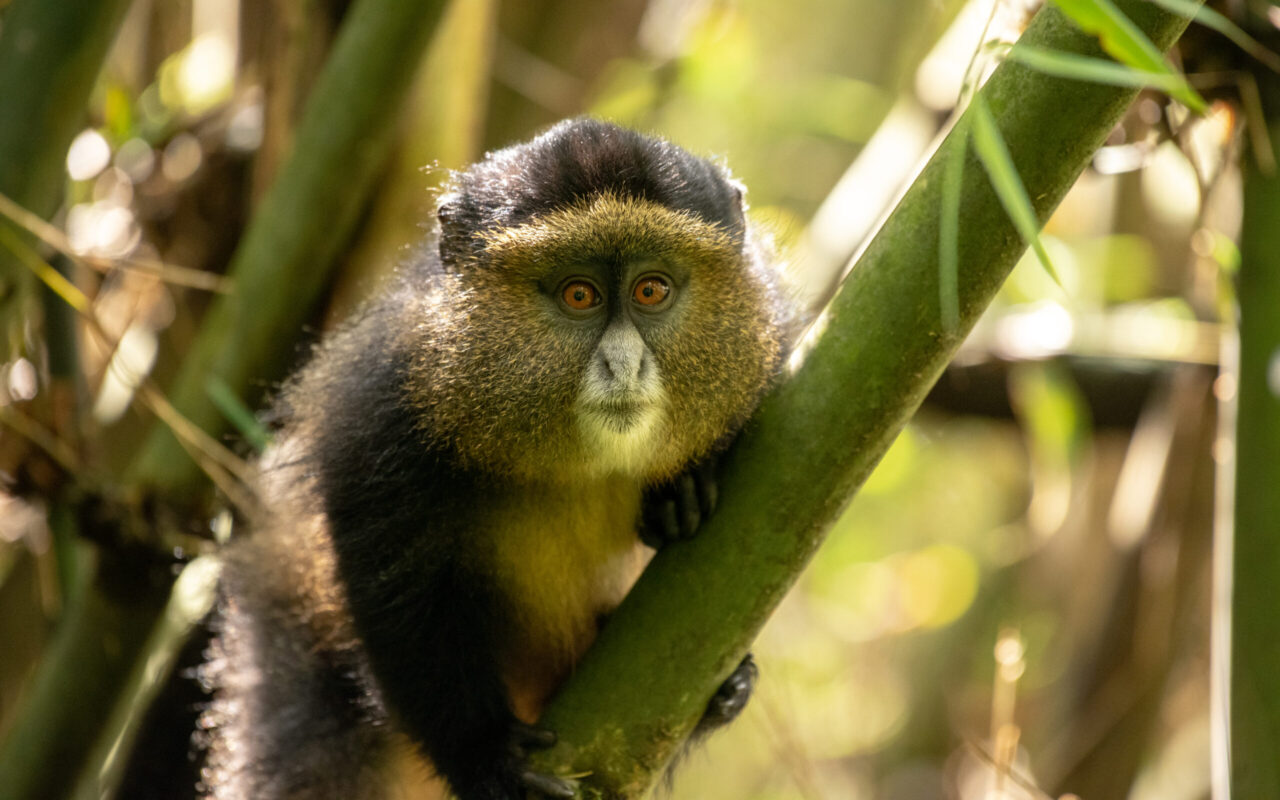 Chimpanzee Trekking Tour in Rwanda