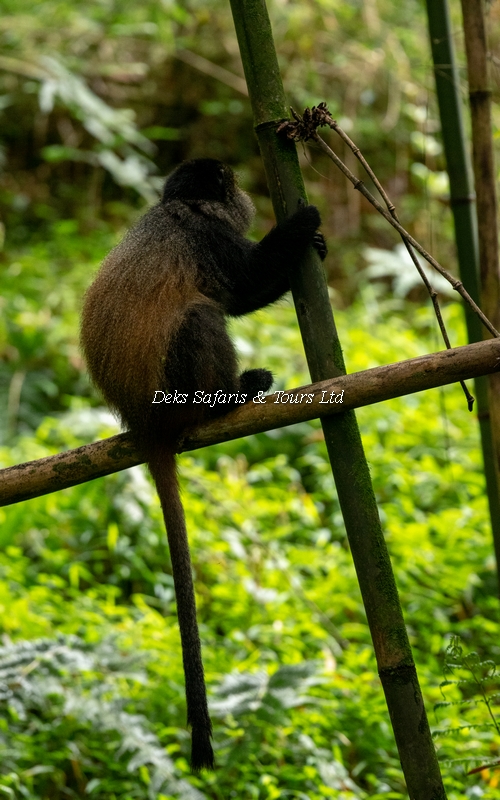 Golden Monkey Trekking in Uganda