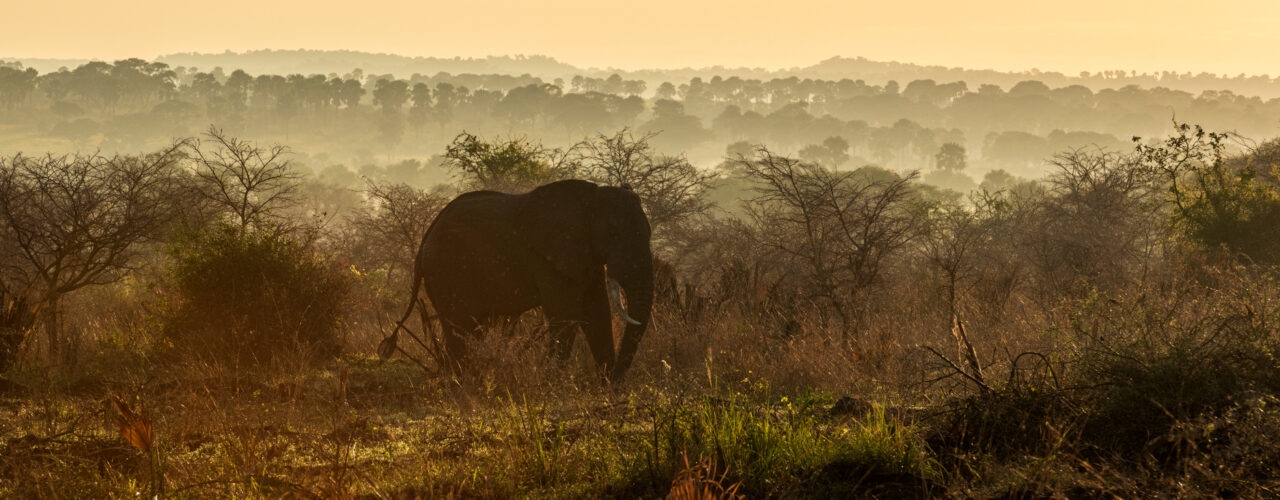 complete guide for Wildlife Safaris in Uganda