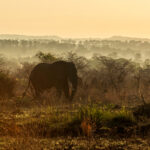 complete guide for Wildlife Safaris in Uganda