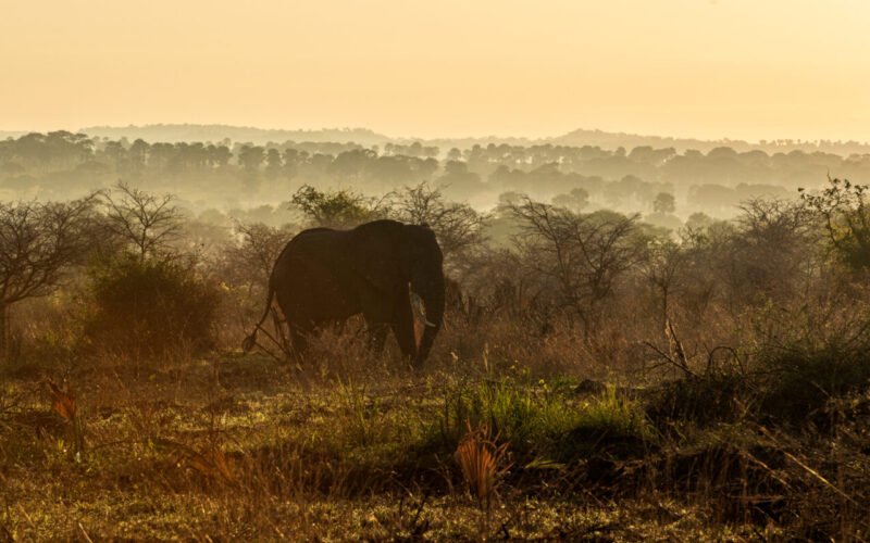 complete guide for Wildlife Safaris in Uganda