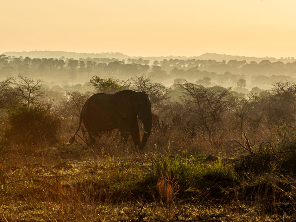 complete guide for Wildlife Safaris in Uganda