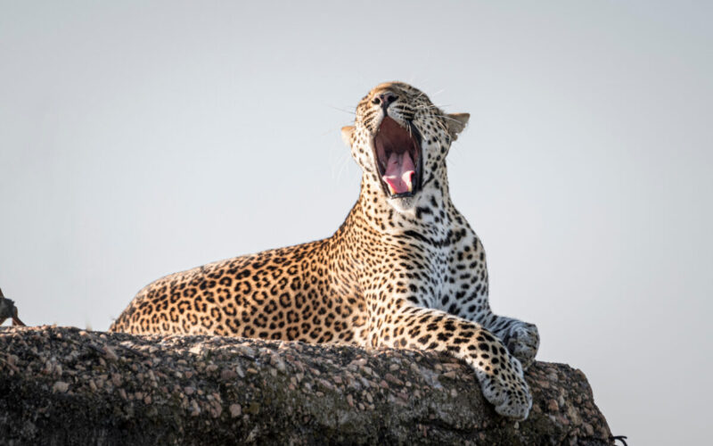 Wildlife Safaris in Africa