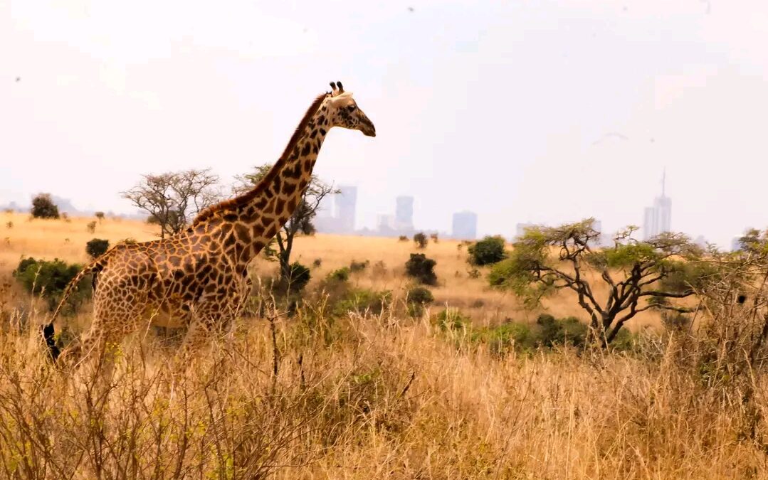 Why are Kenya safaris Expensive