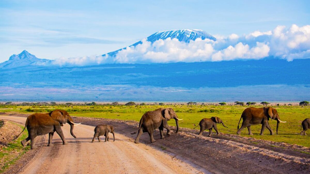 Is Serengeti Better than Masai Mara?