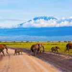 Is Serengeti Better than Masai Mara?