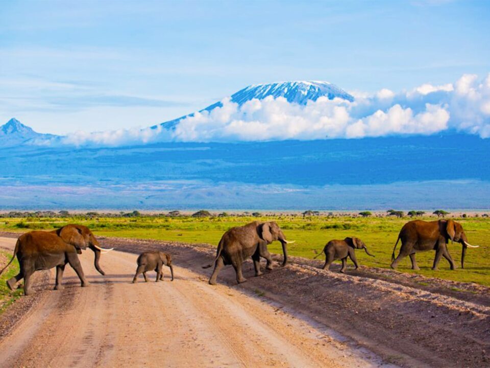 Kenya safaris worth it
