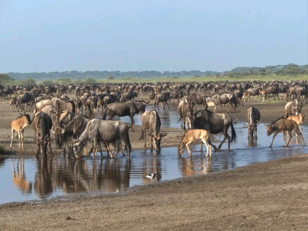 Wildebeest Migration in Kenya