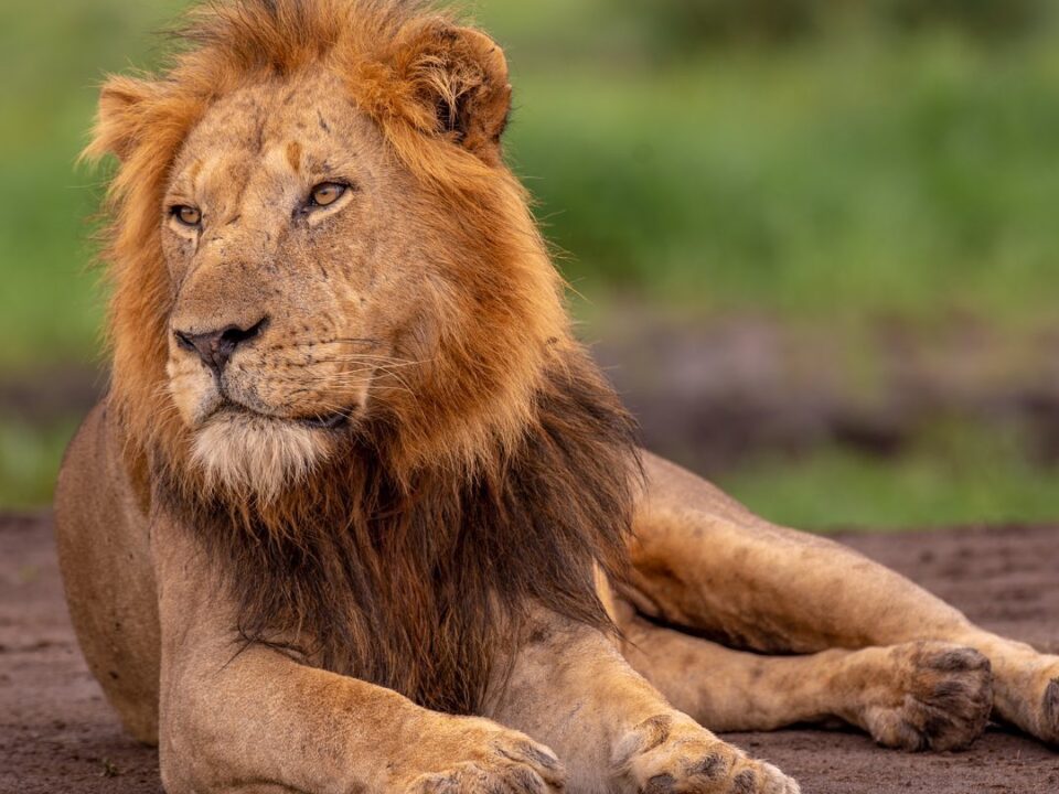 6 Best Places to See Lions in East Africa