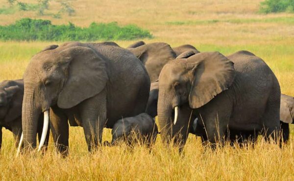 Uganda Wildlife Safari Packages