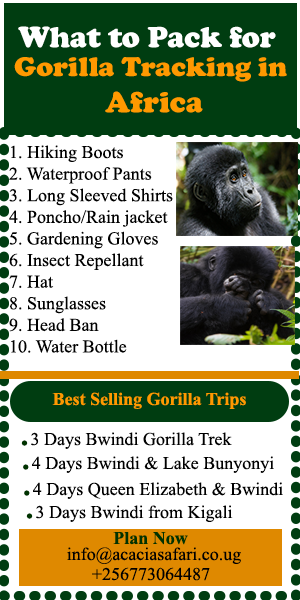 What do you need for Gorilla Trekking in Uganda?