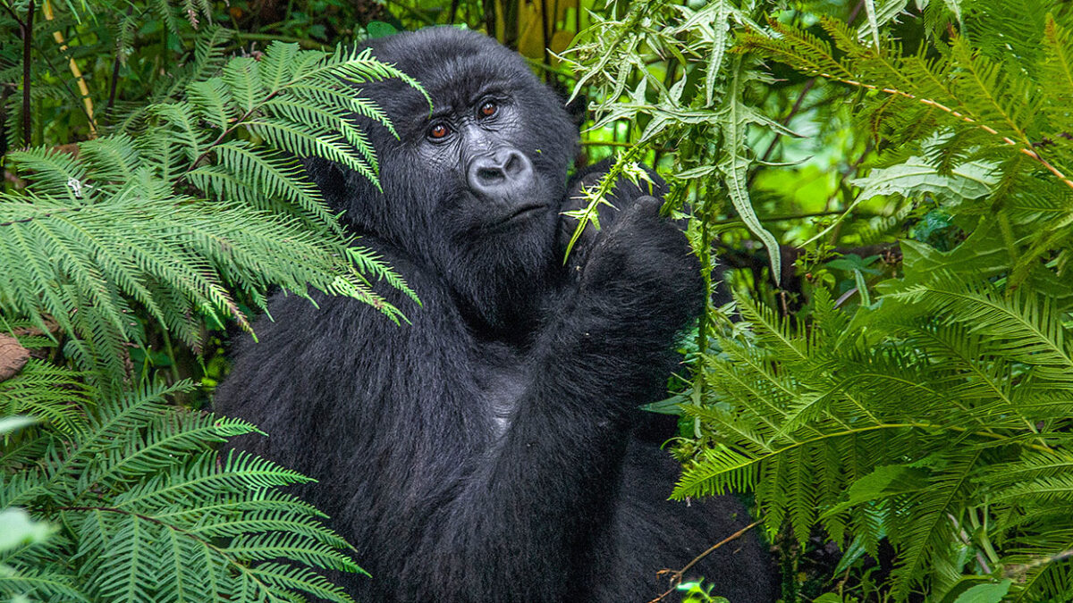 Gorilla Photography in Volcanoes National Park