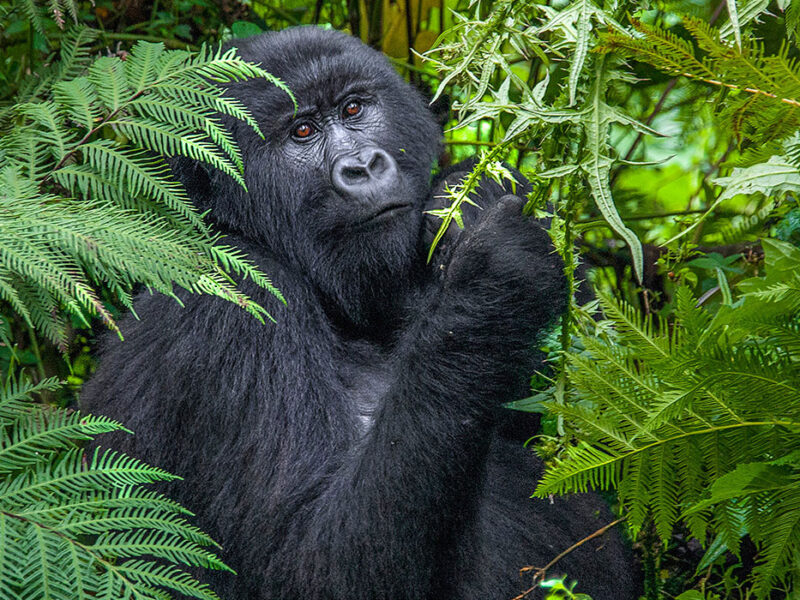 Can I hire a porter during gorilla trekking?