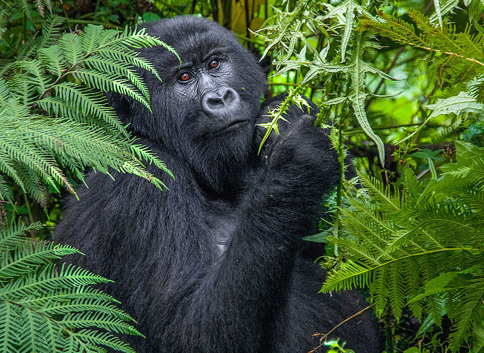 6 Days Kenya Wildlife & Rwanda Mountain Gorillas Safari