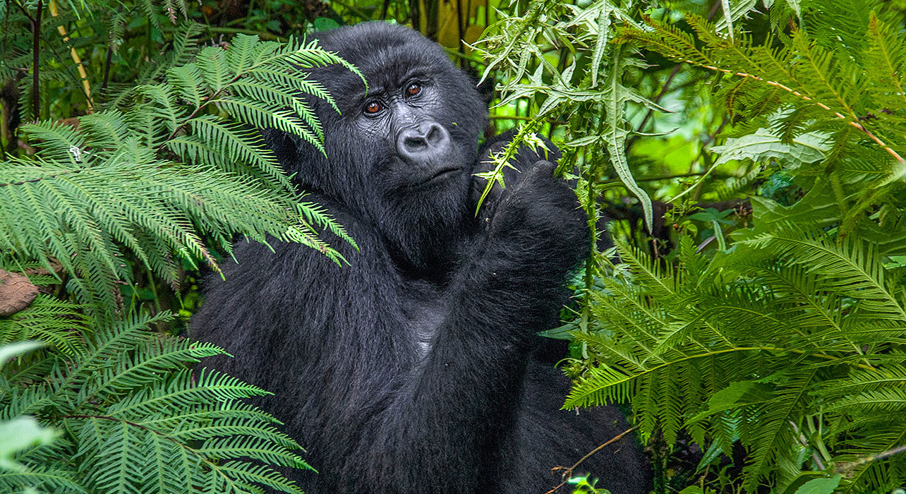 Uganda Eco-Explorer Safari