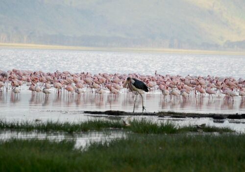 Lake Nakuru National Park Lake Nakuru National Park