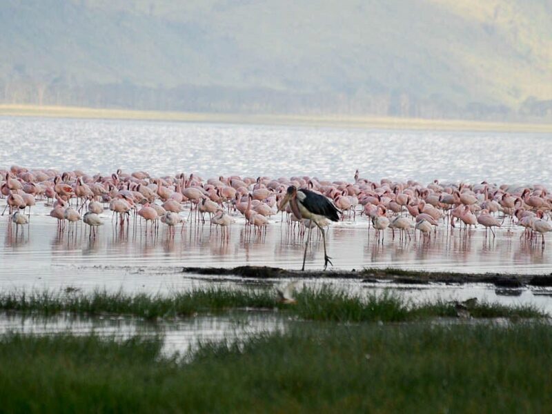 6 Days Birding Safari in Kenya