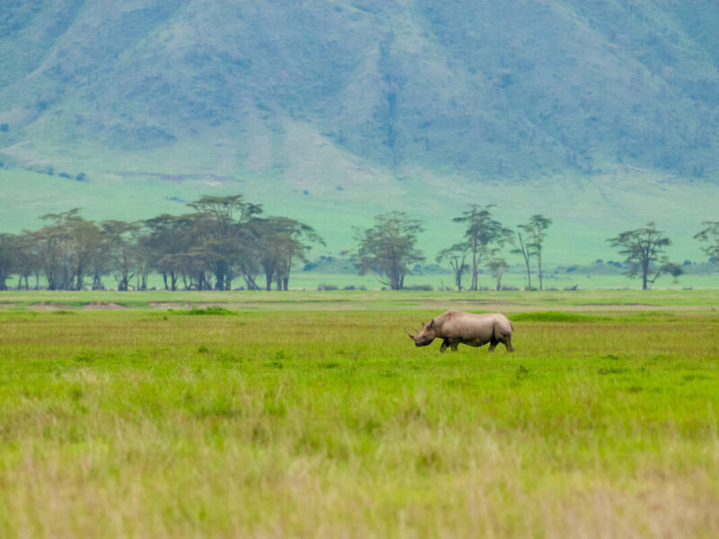 Black,Rhinoceros,(diceros,Bicornis),In,Ngorongoro,Conservation,Area,,Tanzania