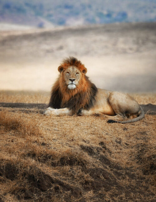 The,Lion,King,Sitting,In,Serengeti,National,Park