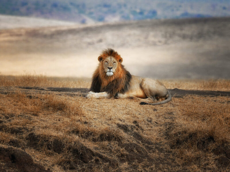 The,Lion,King,Sitting,In,Serengeti,National,Park