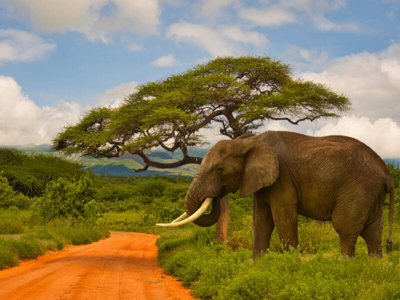 Elephants,In,The,Tsavo,East,And,Tsavo,West,National,Park