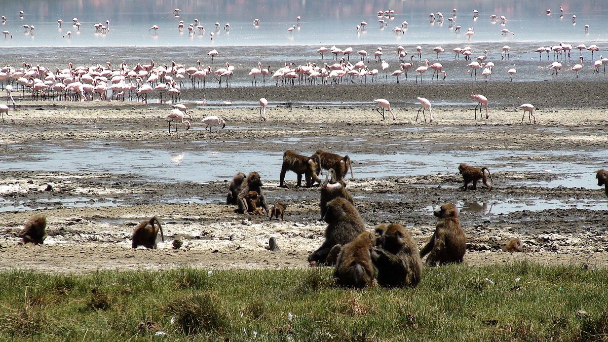 Bird Watching in Tanzania