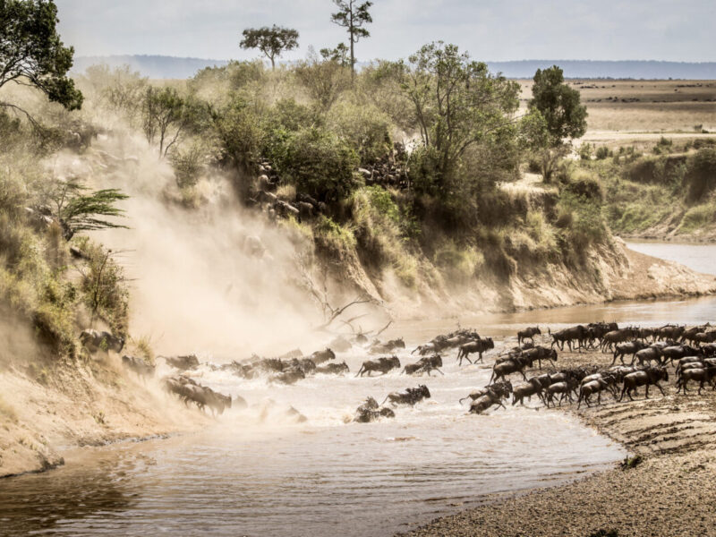 10-Day Great Migration and Great Apes Ultimate Safari