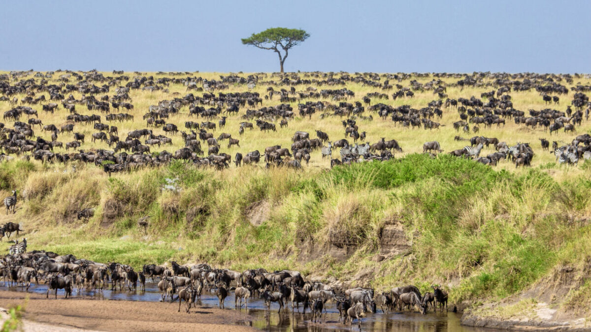 7 Days Serengeti Safari Tour