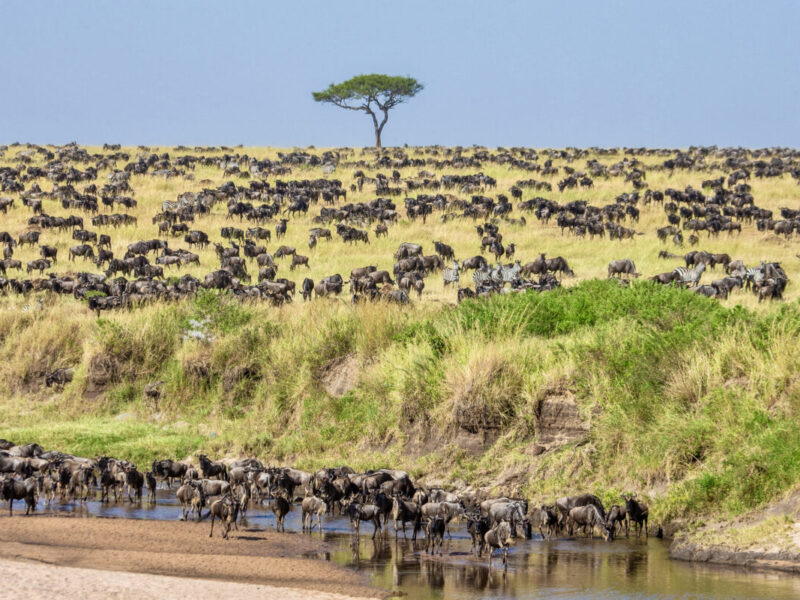 8 Days a Tale of Serengeti and Mountain Gorillas